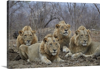Four male Lion, Kruger National Park