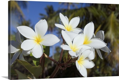 Frangipani flowers, Fakarawa, Tuamotu Archipelago, French Polynesia