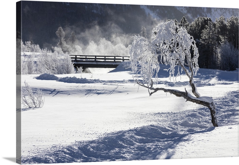 Frost on tree branches frames the snowy landscape, Celerina, Maloja, Canton of Graubunden, Engadine, Switzerland, Europe