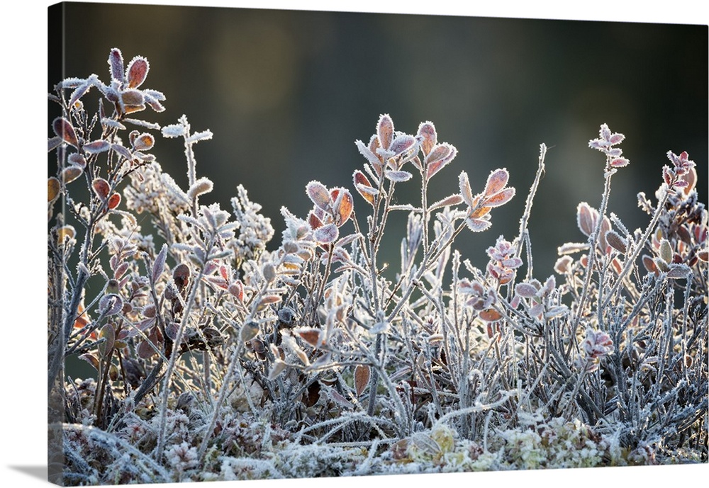 Frost, Sweden, Scandinavia, Europe