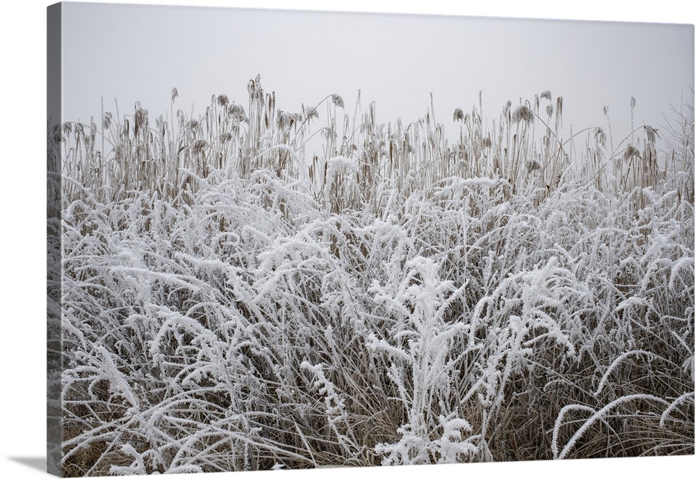 Frozen scene in winter, Romania, Europe