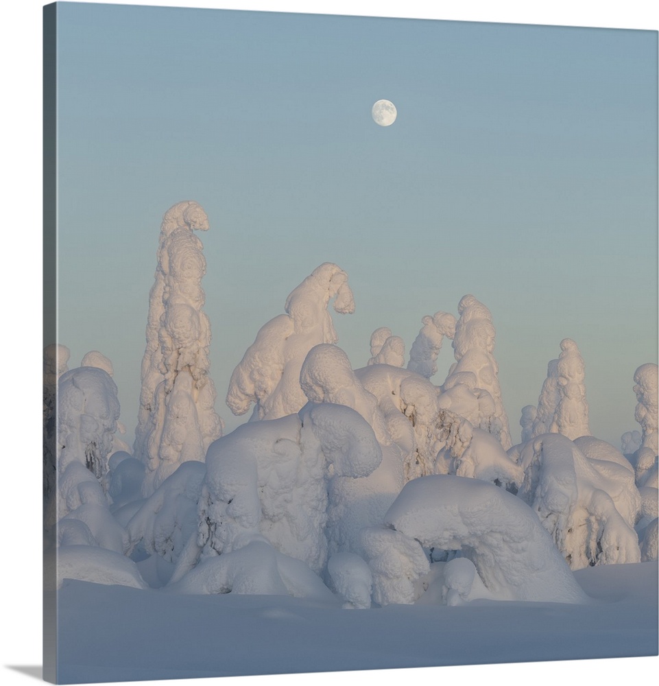 Full moon rising over snow covered winter landscape at twilight, tykky, Kuntivaara Fell, Finland, Europe