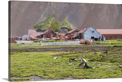 Fur seals in front of Old Whaling station at Stromness Bay, South Georgia