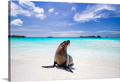 Galapagos Sea Lion Pup, Gardner Beach, Espanola Island, Galapagos Islands, Ecuador