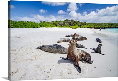 Galapagos Sea Lions On Gardner Beach, Espanola Island, Galapagos Islands, Ecuador