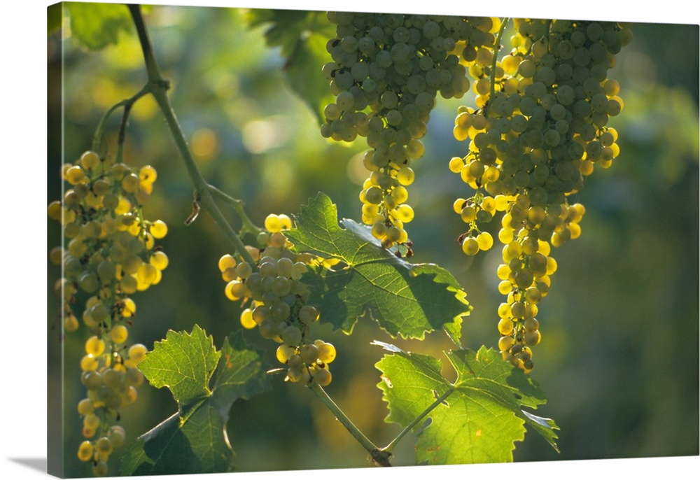 Garganega grapes, Soave, Veneto, Italy