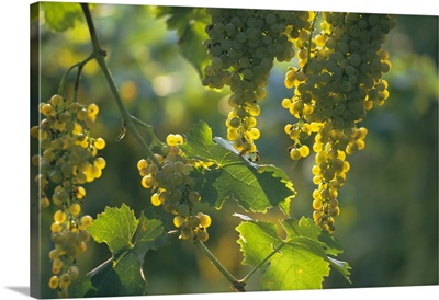 Garganega grapes, Soave, Veneto, Italy
