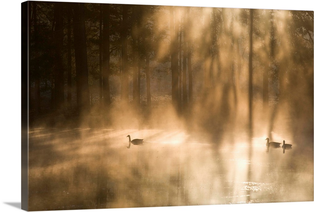 Geese on misty lake at dawn, Crosswater, Surrey, England, UK