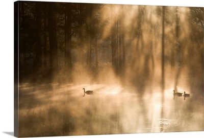 Geese on misty lake at dawn, Crosswater, Surrey, England, UK