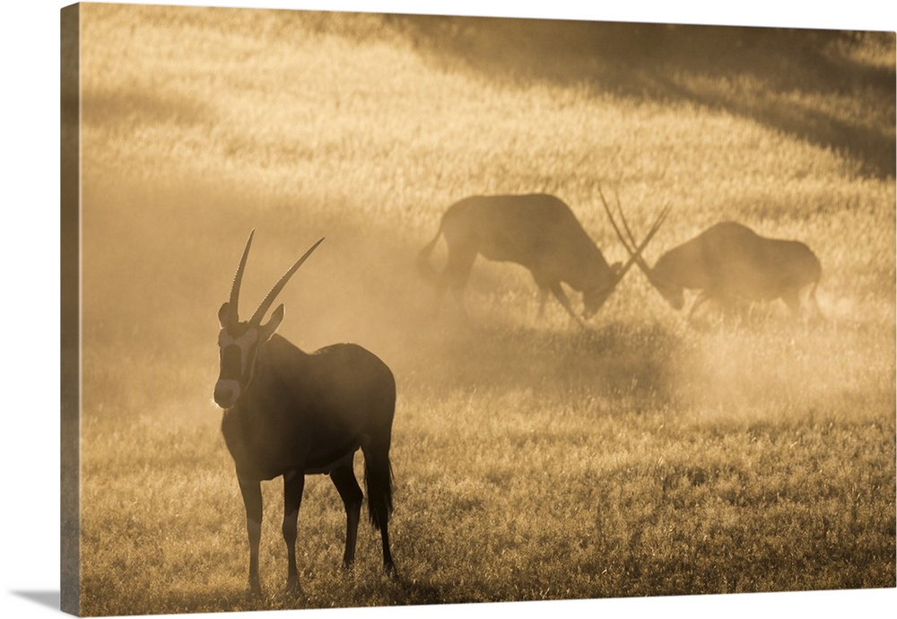 Gemsbok (Oryx gazella), Kgalagadi Transfrontier Park, South Africa, Africa