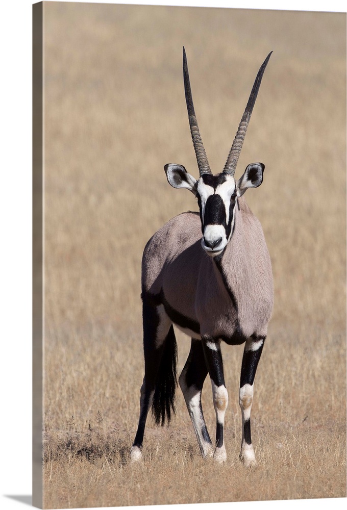 Gemsbok (Oryx gazella), Kgalagadi Transfrontier Park, South Africa, Africa