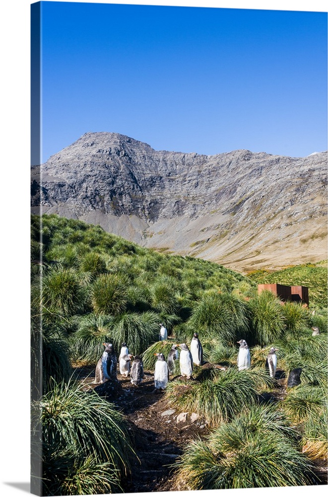 Gentoo Penguin (Pygoscelis papua) colony, Godthul, South Georgia, Antarctica, Polar Regions