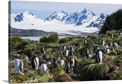 Gentoo penguin colony, Prion Island, South Georgia, Antarctica