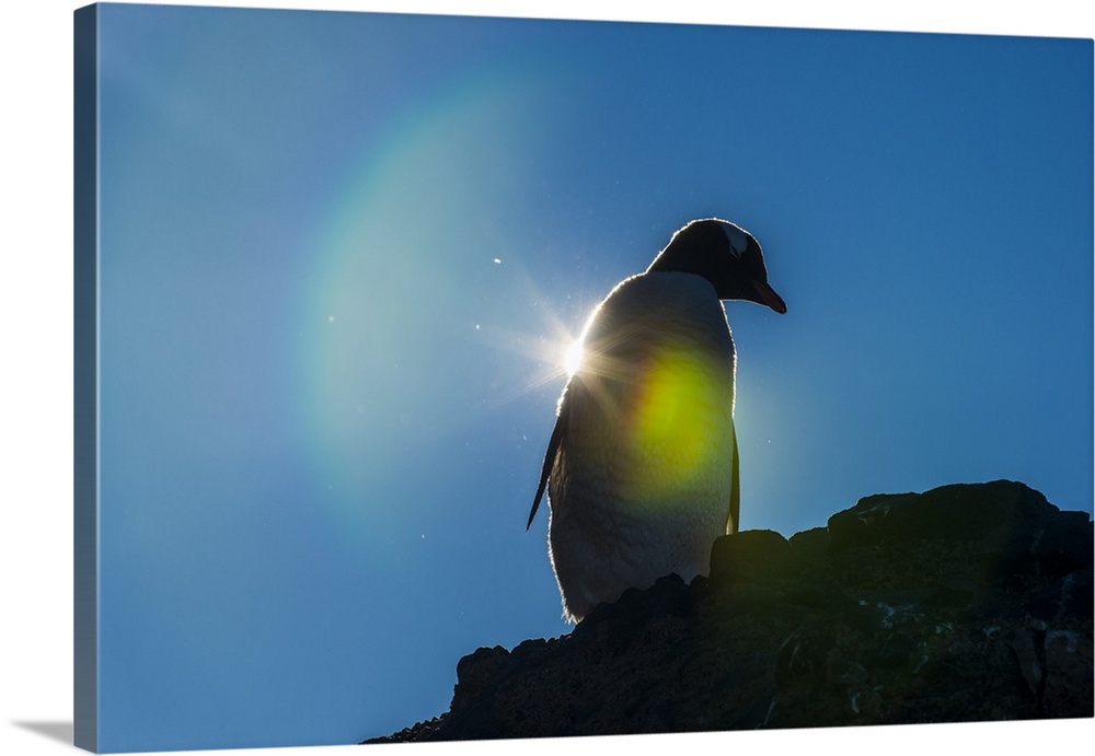 Gentoo penguin (Pygoscelis papua) in backlight, Brown Bluff, Antarctica, Polar Regions