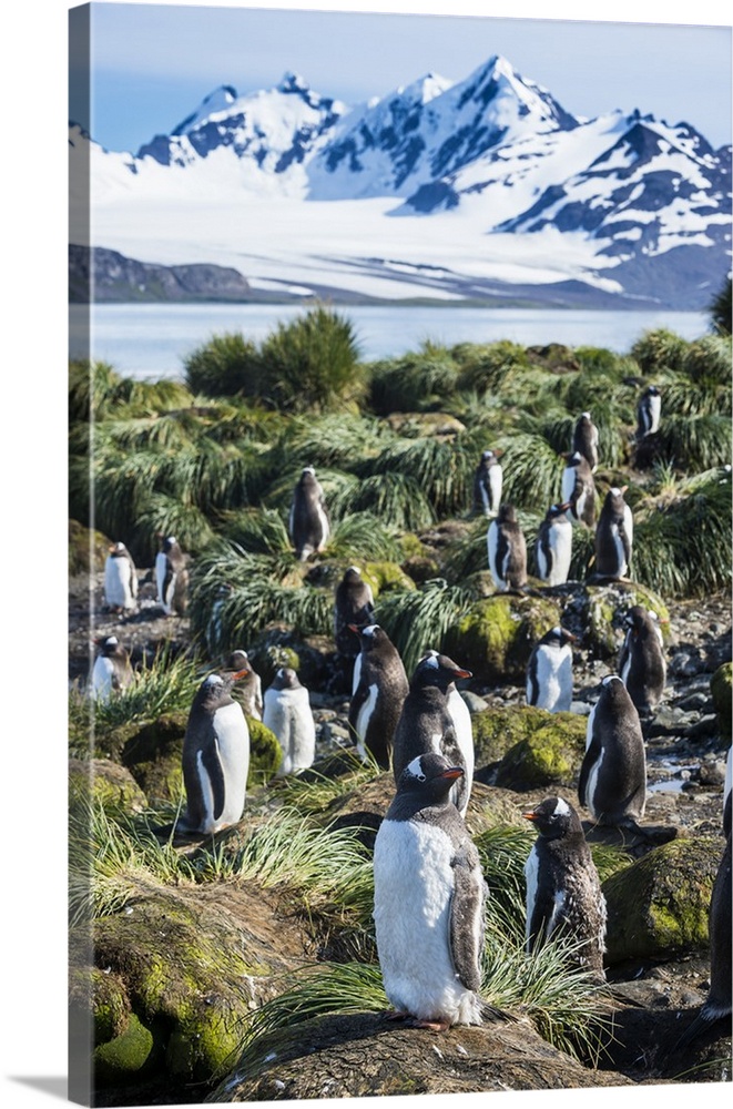Gentoo penguins (Pygoscelis papua) colony, Prion Island, South Georgia, Antarctica, Polar Regions
