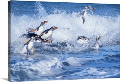 Gentoo Penguins Jumping Out Of The Water, Sea Lion Island, Falkland Islands