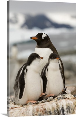 Gentoo penguins, Petermann Island, Antarctic Peninsula, Antarctica