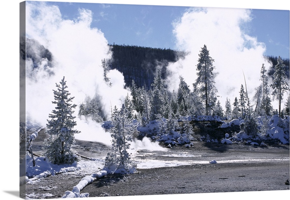 Geothermal steam, frosted trees and snow-free hot ground in Norris Basin in winter, Yellowstone National Park, Wyoming