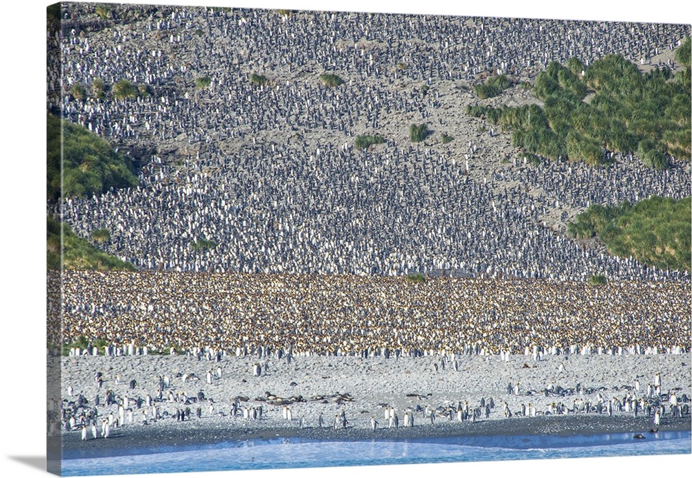 Giant king penguin (Aptenodytes patagonicus) colony, Salisbury Plain, South Georgia, Antarctica, Polar Regions