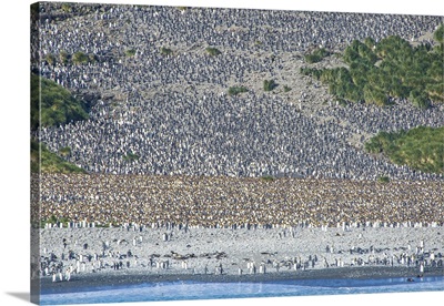 Giant king penguin colony, Salisbury Plain, South Georgia, Antarctica