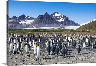 Giant king penguin colony, Salisbury Plain, South Georgia, Antarctica