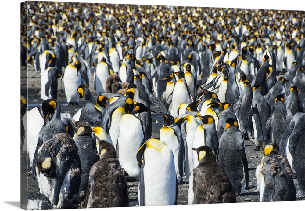 Giant king penguin (Aptenodytes patagonicus) colony, Salisbury Plain, South Georgia, Antarctica, Polar Regions