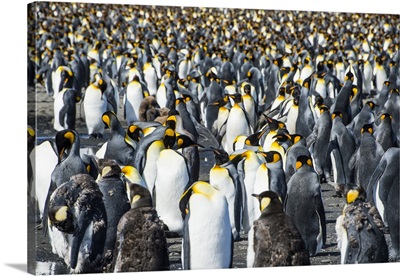 Giant king penguin colony, Salisbury Plain, South Georgia, Antarctica