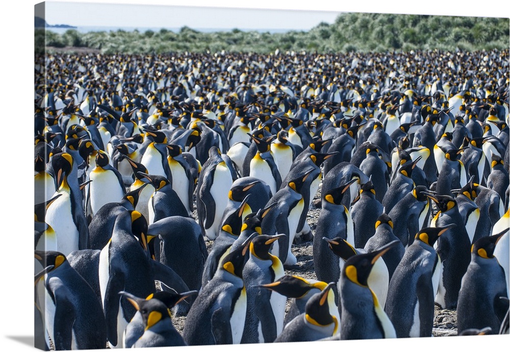 Giant king penguin (Aptenodytes patagonicus) colony, Salisbury Plain, South Georgia, Antarctica, Polar Regions