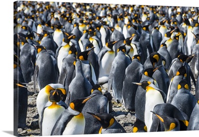 Giant king penguins colony, Salisbury Plain, South Georgia, Antarctica