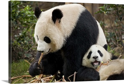 Giant Panda cubs Panda Breeding and Research Centre, Chengdu, Sichuan, China