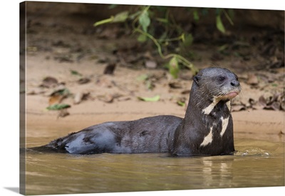Giant river otter, Pantanal, Mato Grosso, Brazil