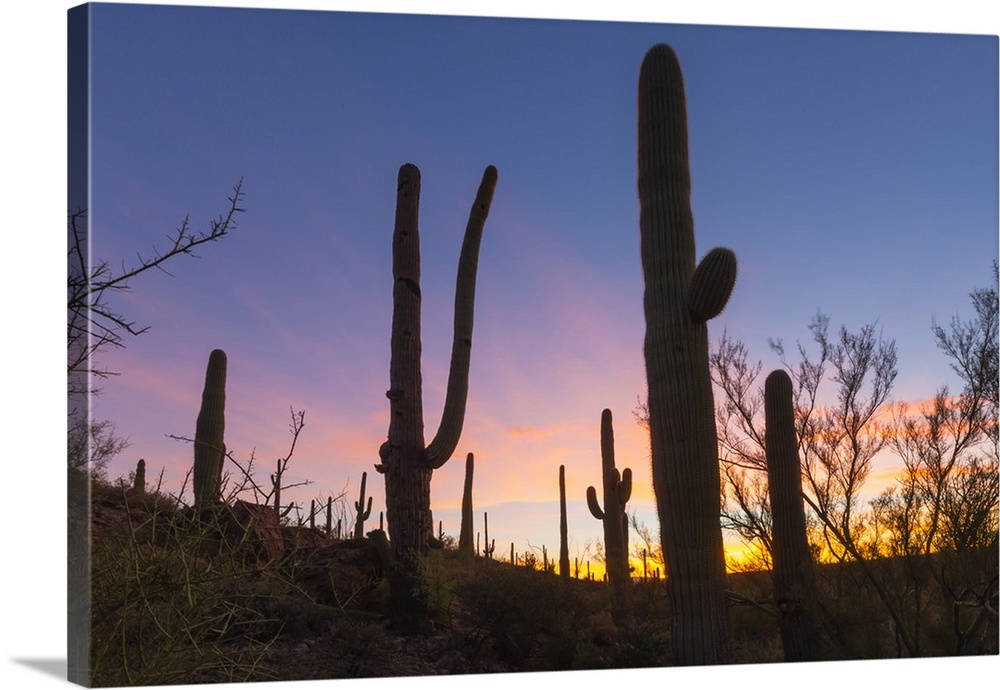 Giant saguaro cactus (Carnegiea gigantea) at dawn in the Sweetwater Preserve, Tucson, Arizona, United States of America, N...