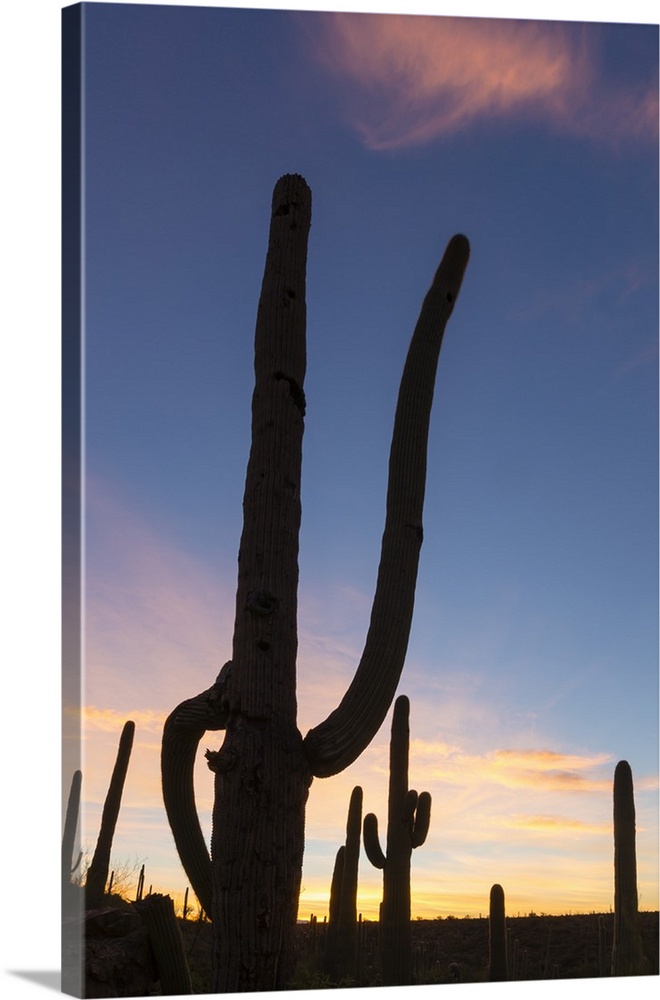 Giant saguaro cactus (Carnegiea gigantea), at dawn in the Sweetwater Preserve, Tucson, Arizona, United States of America, ...