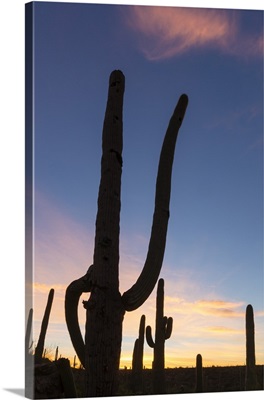Giant saguaro cactusat dawn in the Sweetwater Preserve, Tucson, Arizona
