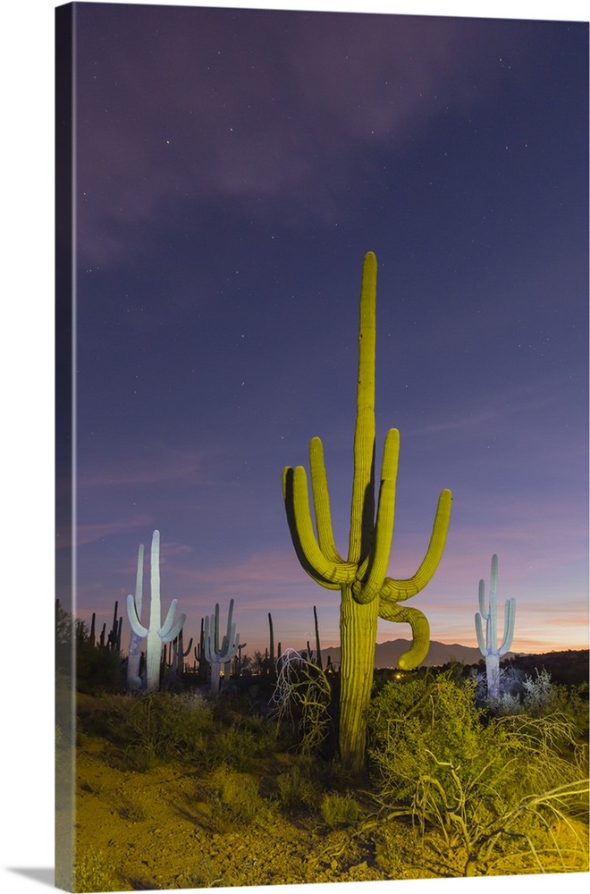 Giant saguaro cactus (Carnegiea gigantea) at night in the Sweetwater Preserve, Tucson, Arizona, United States of America, ...
