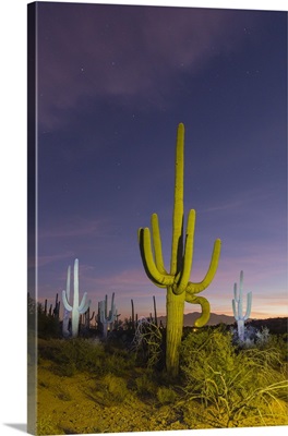 Giant saguaro cactusat night in the Sweetwater Preserve, Tucson, Arizona