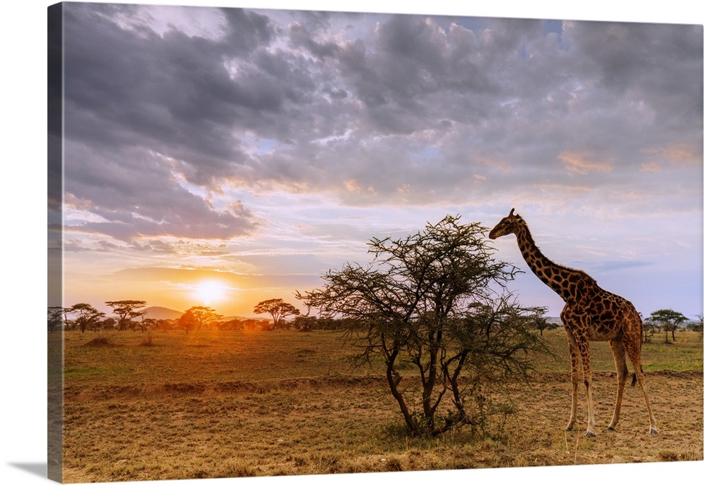 Giraffe (Giraffa camelopardalis) at sunset, Serengeti National Park, UNESCO World Heritage Site, Tanzania, East Africa, Af...