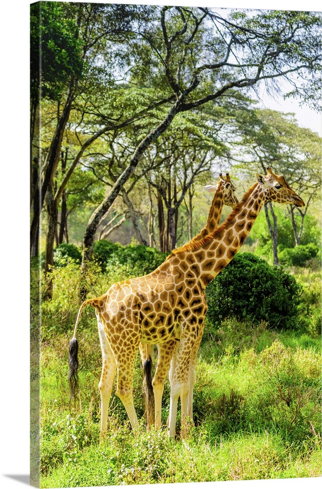 Giraffes at a local Elephant and Giraffe sanctuary, Kenya, East Africa, Africa