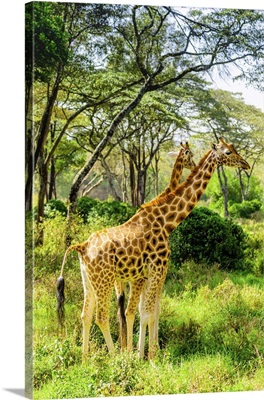 Giraffes At A Local Elephant And Giraffe Sanctuary, Kenya