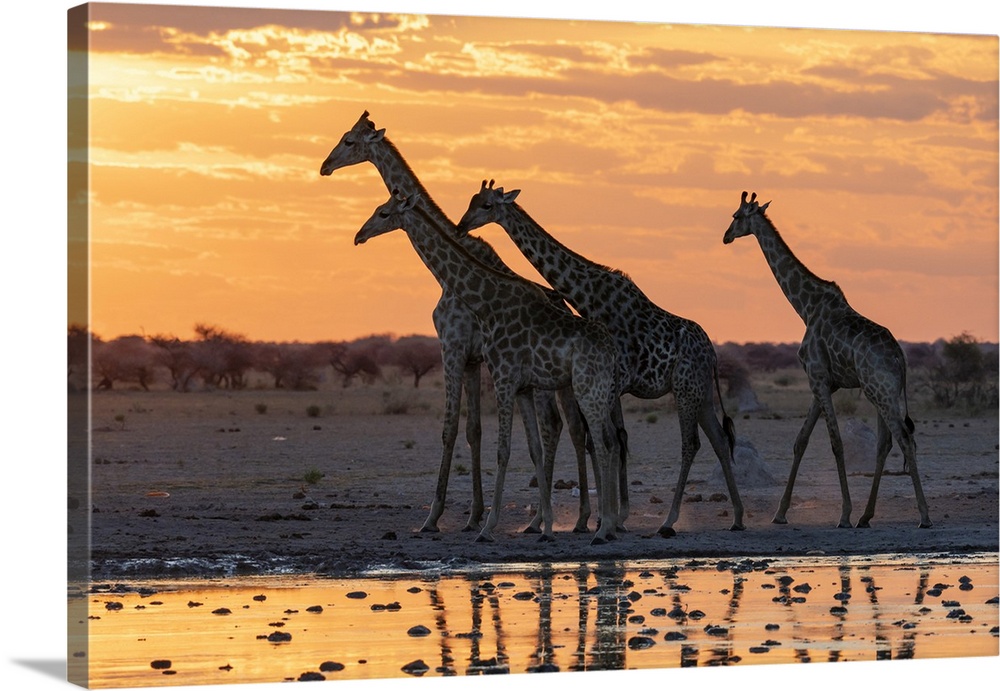 Giraffes (Giraffa camelopardalis) at sunset at a waterhole, Nxai Pan National Park, Botswana, Africa