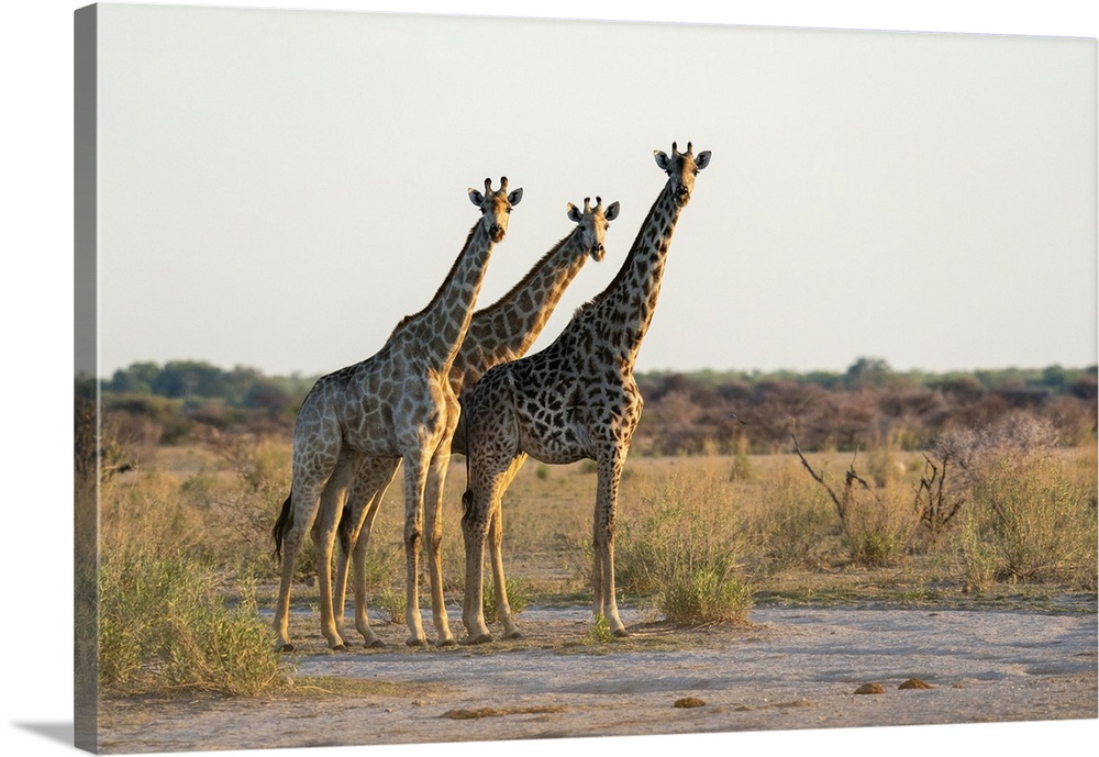 Giraffes (Giraffa camelopardalis), Nxai Pan National Park, Botswana, Africa