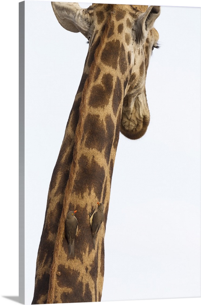 Giraffe (Giraffa camelopardalis) with redbilled oxpeckers (Buphagus erythrorhynchus), Kruger National Park, South Africa, ...