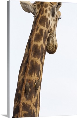 Giraffewith redbilled oxpeckersKruger National Park, South Africa