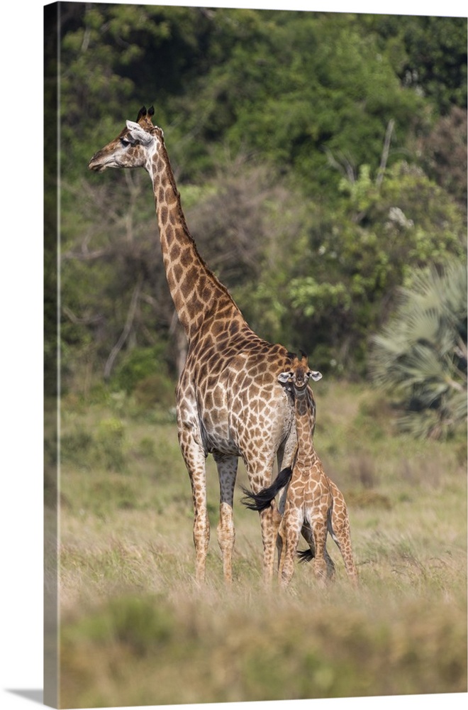 Giraffe (Giraffa camelopardalis) with small baby, Isimangaliso, KawZulu-Natal, South Africa, Africa