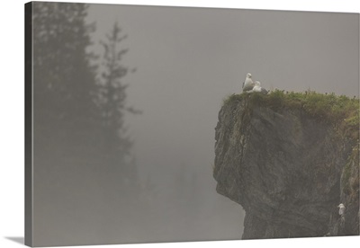 Glacous-winged gulls perched on a cliff in the mist, Valdez, Alaska