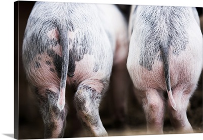 Gloucestershire Spot Pigs
