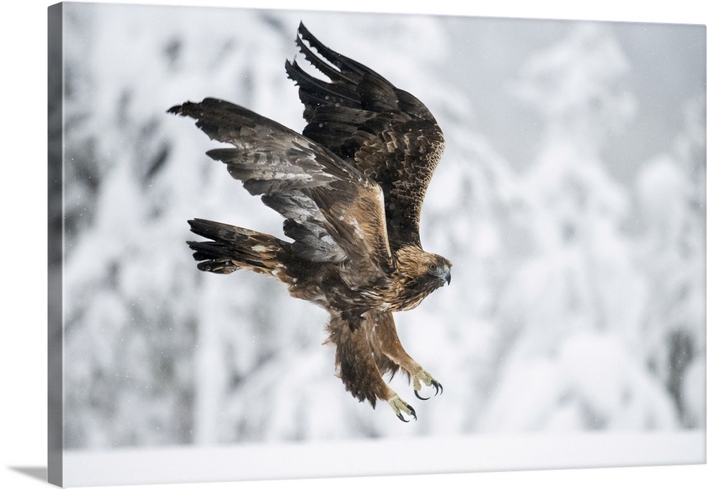 Golden eagle in flight over snow covered field, Finland, Europe