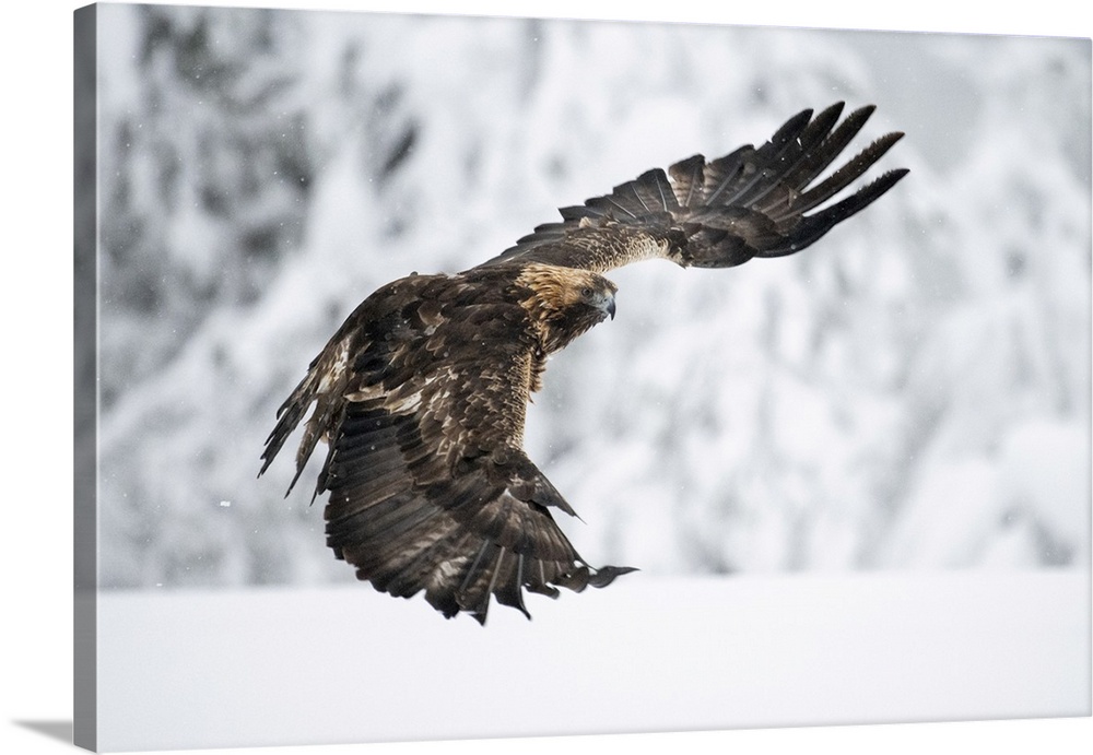 Golden eagle in flight over snow covered field, Finland, Europe