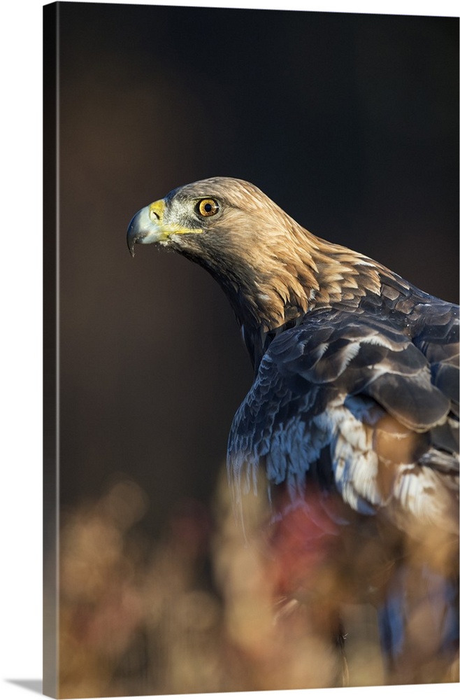 Golden eagle (Aquila chrysaetos), Sweden, Scandinavia, Europe