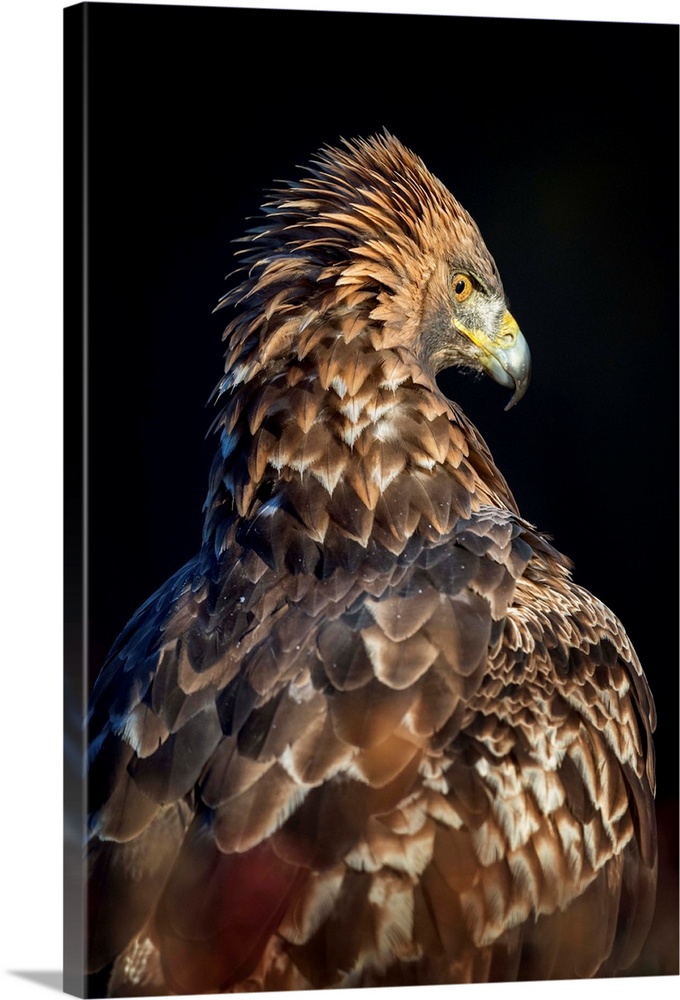 Golden eagle (Aquila chrysaetos), Sweden, Scandinavia, Europe